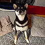 dog, shiba_inu, sitting, couch, blanket, pillow, indoor, pet, animal, fur, ears, face, stairs, home, cozy, looking, black, white, brown, domestic