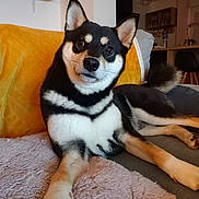 Vega a rejoint le concours — aidez-le/la à gagner de superbes lots ! dog, shiba_inu, pet, indoor, sofa, blanket, cushion, fur, black_and_tan, relaxed, looking, ears_up, tail, paw, cozy, home, furniture, curious, animal, companion