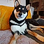 dog, shiba_inu, pet, indoor, sofa, blanket, cushion, fur, black_and_tan, relaxed, looking, ears_up, tail, paw, cozy, home, furniture, curious, animal, companion