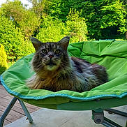 Merlin participe au concours pour gagner de l'argent avec cette photo : cat, long_hair, chair, green, outdoor, nature, pet, animal, fur, relaxing, sunlight, leafy, garden, domestic, mammal, feline, seat, resting, fluffy, comfortable