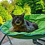cat, long_hair, chair, green, outdoor, nature, pet, animal, fur, relaxing, sunlight, leafy, garden, domestic, mammal, feline, seat, resting, fluffy, comfortable