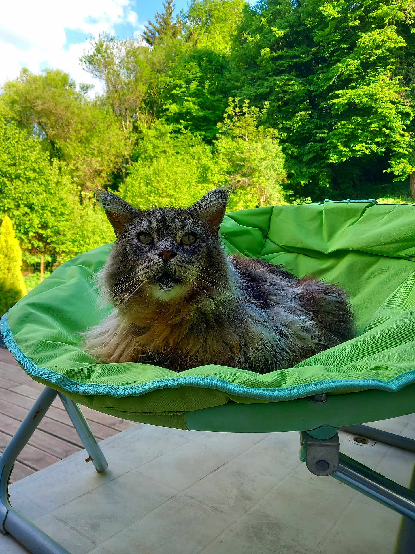 Merlin
