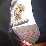 Shadow is registered to the contest to win money with this photo: animal, bright, cat, closeup, colorful, curtains, daylight, fabric, feline, fur, indoor, looking, pet, resting, striped, sunlight, tabby_cat, tail, whiskers, window