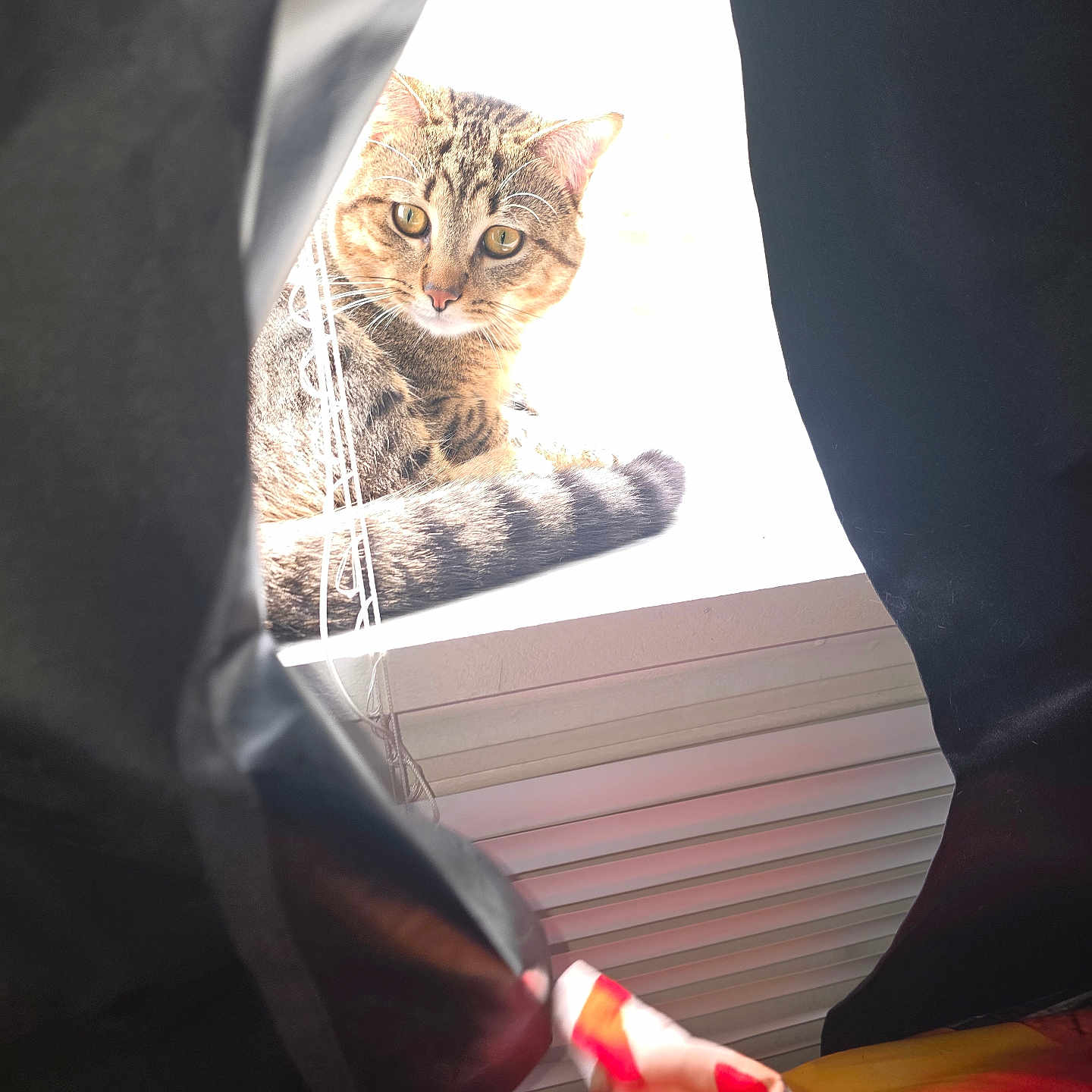 Shadow