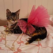 Primrose is registered to the contest to win money with this photo: abyssinian, accessories, animal, bead, beadnecklace, cat, flower, flowerarrangement, formalwear, hardwood, jewelry, kitten, manx, necklace, ornament, pearl, person, pet, plant, wood