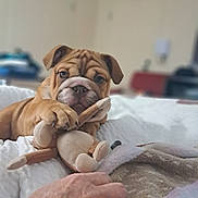 Maggi is registered to the contest to win money with this photo: animal, bed, blanket, bulldog, closeup, cozy, cute, dog, ears, expression, face, fur, hand, indoor, lying_down, paw, pet, plush_toy, puppy, toy