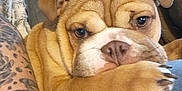 Maggi is registered to the contest to win money with this photo: animal, brown, bulldog, closeup, couch, cute, dog, ears, face, fur, indoor, nose, paw, pet, puppy, resting, tattoo, tattooed_arm, white, wrinkles