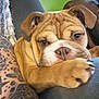 animal, brown, bulldog, closeup, couch, cute, dog, ears, face, fur, indoor, nose, paw, pet, puppy, resting, tattoo, tattooed_arm, white, wrinkles