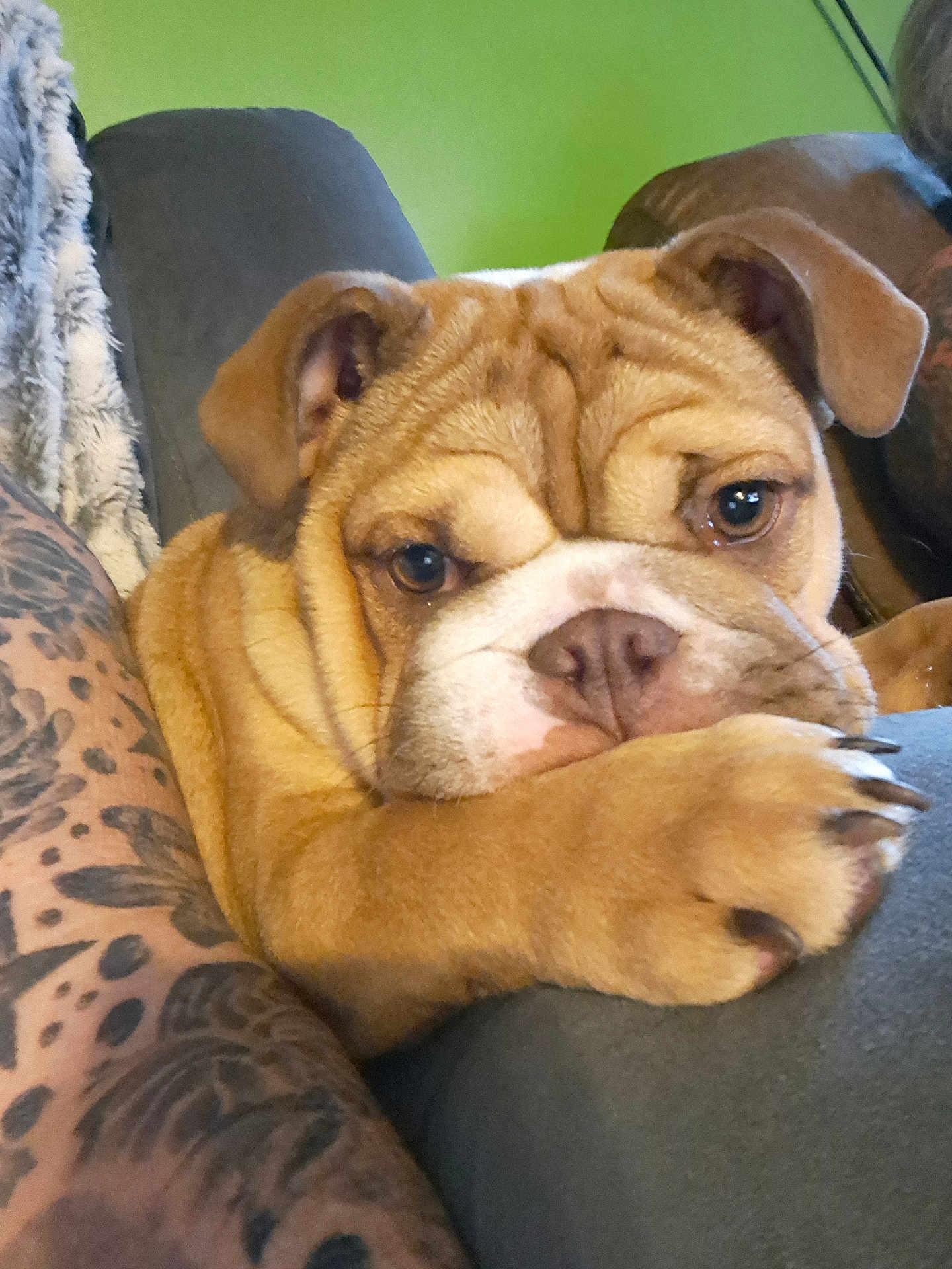 Maggi is registered to the contest to win money with this photo: animal, brown, bulldog, closeup, couch, cute, dog, ears, face, fur, indoor, nose, paw, pet, puppy, resting, tattoo, tattooed_arm, white, wrinkles