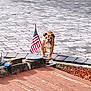Maggi is registered to the contest to win money with this photo: american_flag, animal, brown_dog, bulldog, canine, closeup, cobblestone, daylight, dog, fence, flag, nature, outdoor, patriotic, pet, sidewalk, small_flag, standing, street, wood