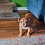 Maggi is registered to the contest to win money with this photo: alert, animal, blue_chair, bulldog, canine, carpet, cute, dog, domestic, floor, furniture, green_wall, harley_davidson, home, indoor, living_room, mat, pet, stairs, wooden_floor