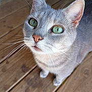 Waffle joined the competition — help win amazing prizes! cat, green_eyes, whiskers, pink_nose, gray_fur, tabby, close_up, portrait, pet, domestic_cat, porch, wooden_floor, looking_up, cute, feline, paw, ears, indoor, curious, short_hair