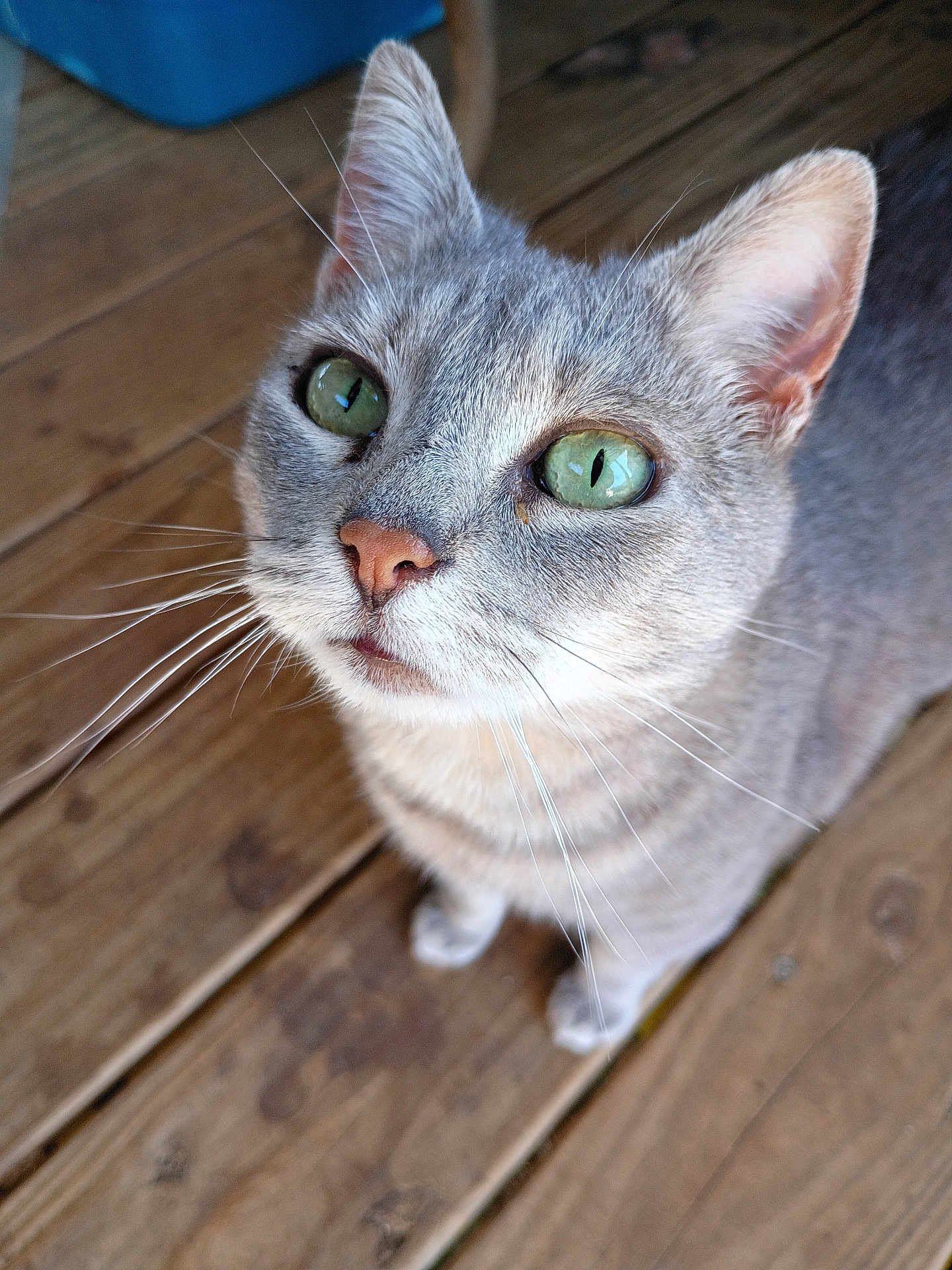 Waffle joined the competition — help win amazing prizes! cat, green_eyes, whiskers, pink_nose, gray_fur, tabby, close_up, portrait, pet, domestic_cat, porch, wooden_floor, looking_up, cute, feline, paw, ears, indoor, curious, short_hair