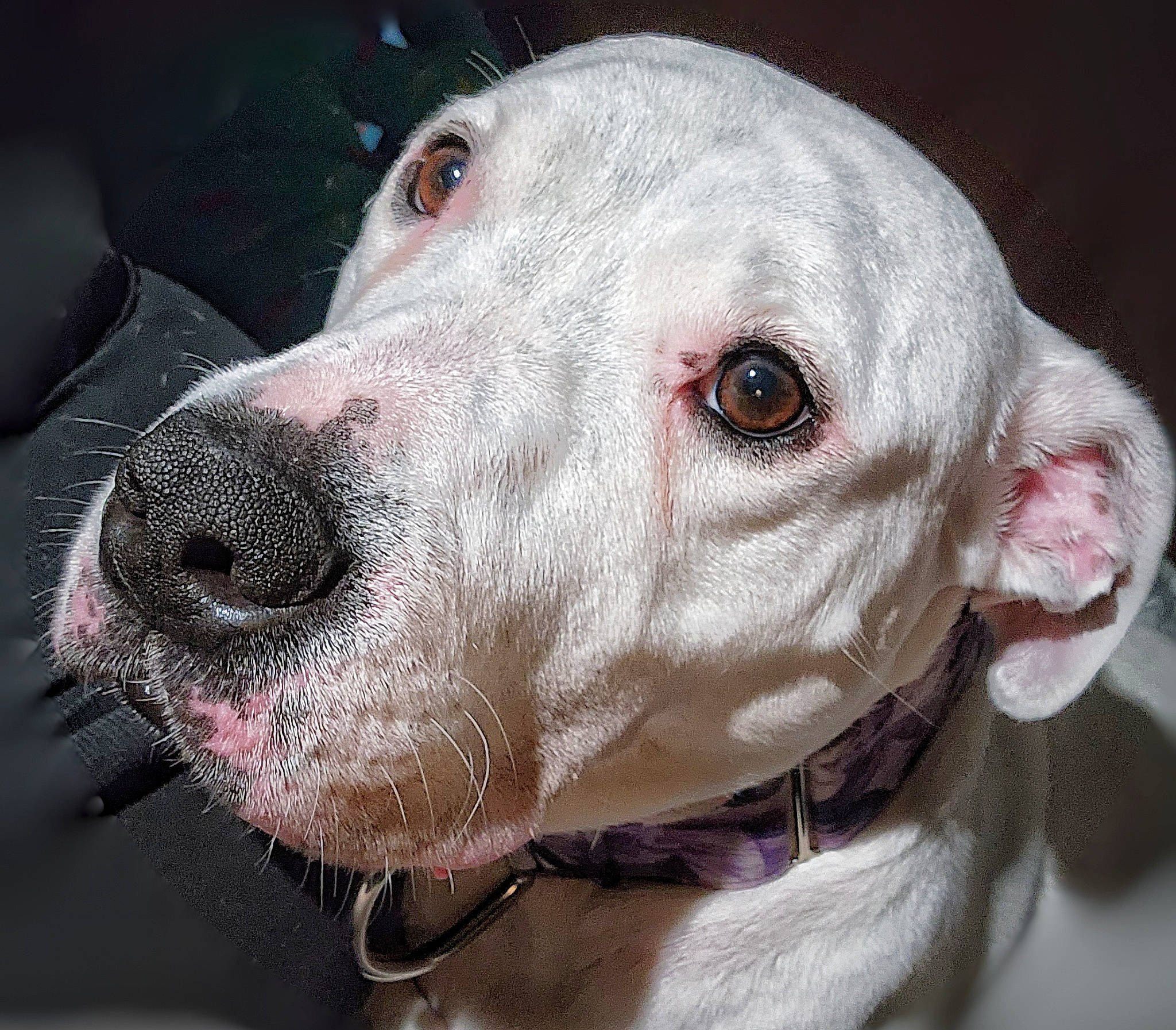Caspa is registered to the contest to win money with this photo: art, canidae, carnivore, close_up, collar, companion_dog, dog, dog_breed, dog_collar, ear, fawn, head, jaw, liver, no_expression, pet_supply, snout, sporting_group, whiskers, working_animal
