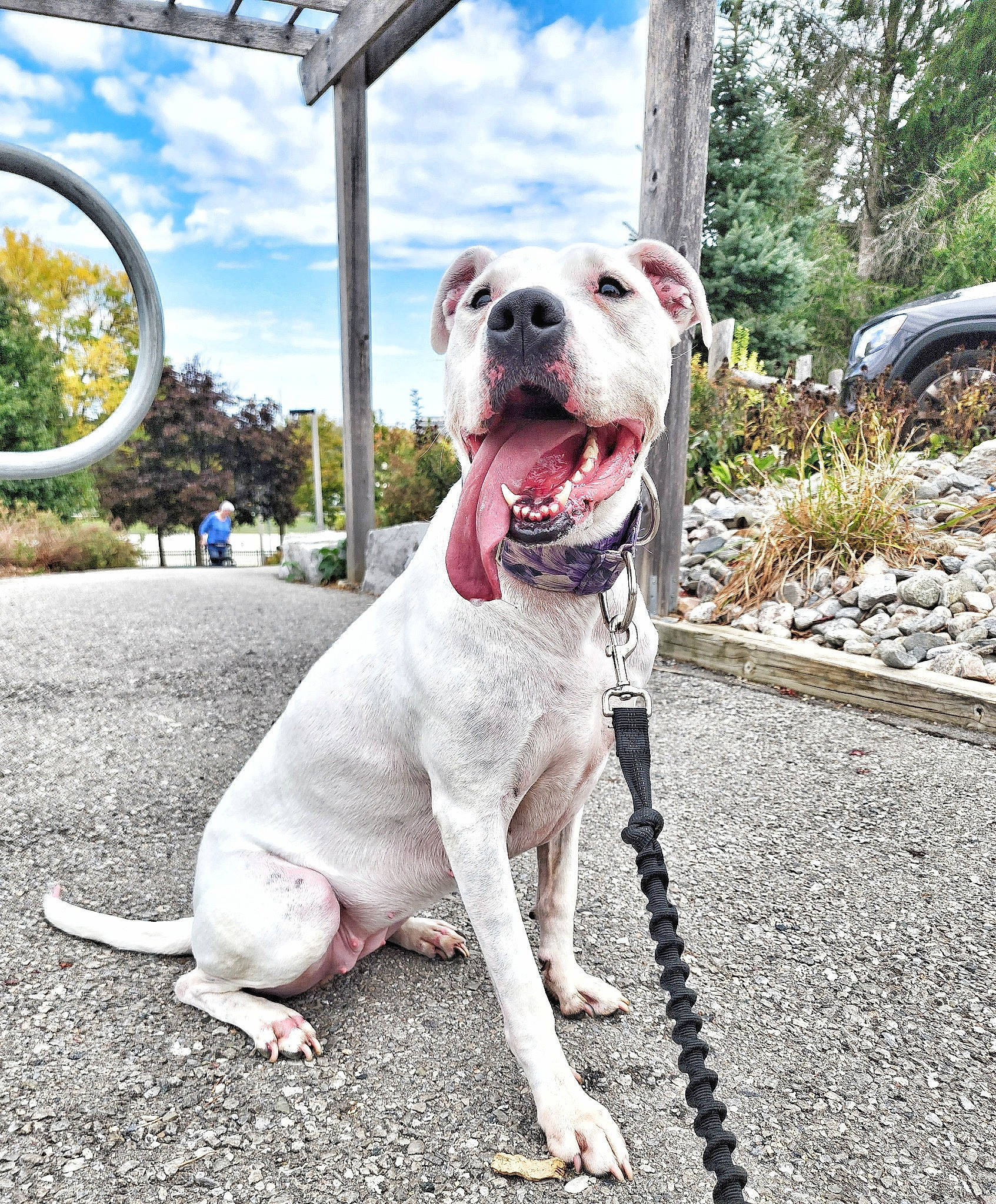 Caspa is registered to the contest to win money with this photo: canidae, carnivore, cloud, collar, companion_dog, dog, dog_breed, dog_collar, fawn, leash, pet_supply, plant, road_surface, sky, snout, sporting_group, tire, tree, wheel, working_animal