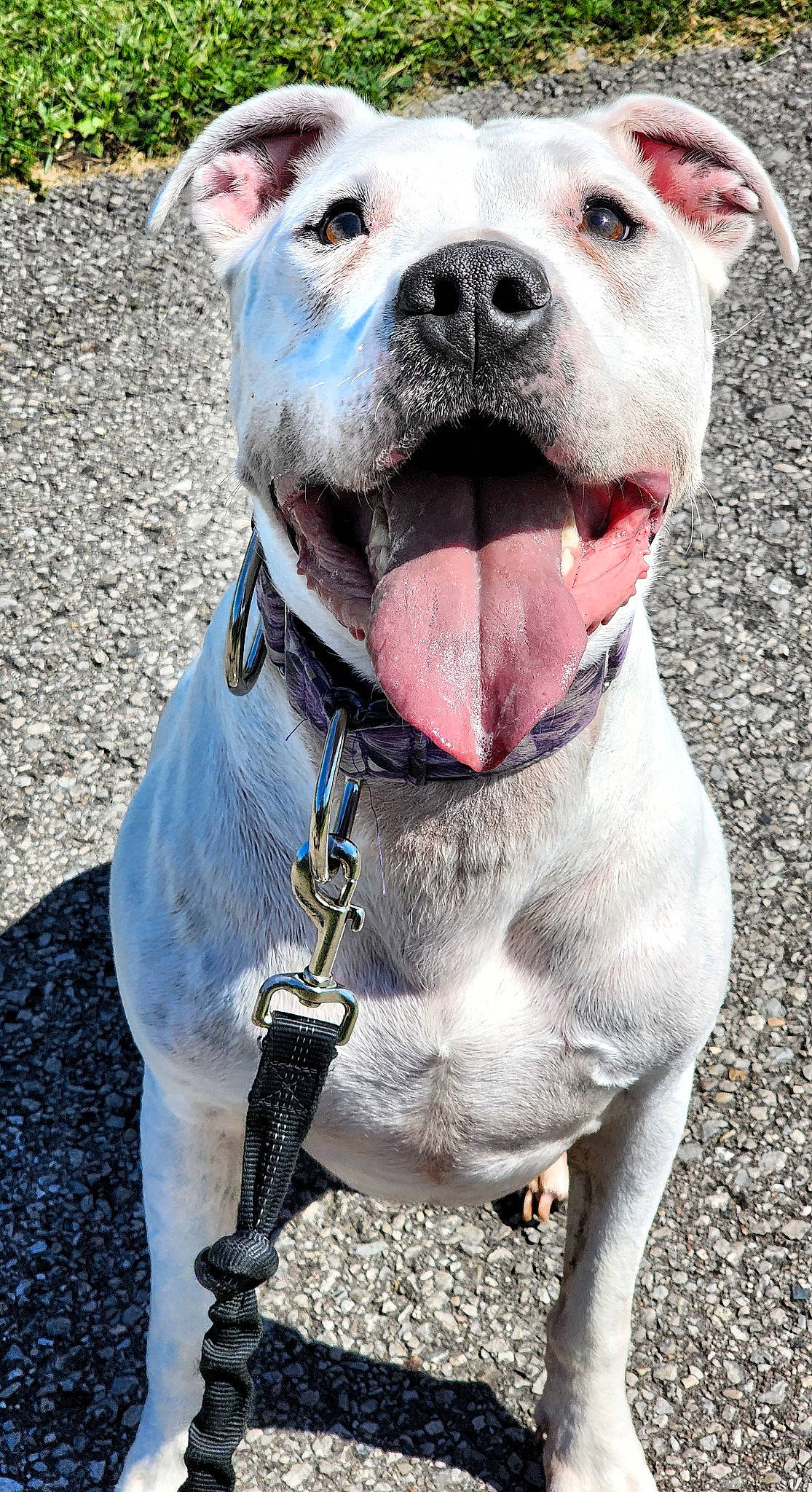 Caspa joined the competition — help win amazing prizes! canidae, carnivore, collar, companion_dog, dog, dog_breed, dog_collar, dog_supply, electric_blue, fawn, leash, non_sporting_group, pet_supply, photography, snout, sporting_group, whiskers, working_animal, working_dog, wrinkle