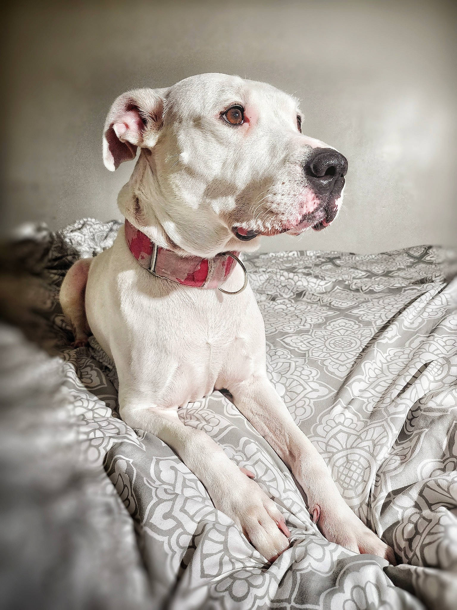 Caspa joined the competition — help win amazing prizes! ball, canidae, carnivore, collar, companion_dog, dog, dog_breed, dog_collar, fawn, happy, hunting_dog, monochrome, monochrome_photography, non_sporting_group, pet_supply, portrait_photography, snout, sporting_group, working_animal, working_dog