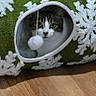 animal, cat, cat_tunnel, cozy, curious, cute, eyes, face, gray_fur, indoors, kitten, pet, pet_bed, pom_pom, portrait, tabby, toy, whiskers, white_fur, wooden_floor