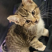 Leeloo joined the competition — help win amazing prizes! kitten, cat, tabby, fur, whiskers, ears, eyes, pet, animal, cute, small, young, curious, domestic_cat, feline, mammal, looking_up, indoor, close_up, adorable