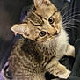 kitten, cat, tabby, fur, whiskers, ears, eyes, pet, animal, cute, small, young, curious, domestic_cat, feline, mammal, looking_up, indoor, close_up, adorable