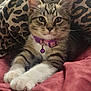 Leeloo is registered to the contest to win money with this photo: kitten, cat, tabby, pet, collar, bell, whiskers, paws, leopard_print, blanket, indoor, fur, cute, animal, feline, domestic_animal, resting, closeup, portrait, young