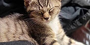 Leeloo joined the competition — help win amazing prizes! kitten, cat, sleeping, tabby, fur, pet, animal, closeup, cozy, relaxed, whiskers, indoor, cute, soft_light, resting, young_cat, feline, domestic_cat, blurred_background, comfort