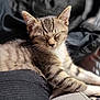 kitten, cat, sleeping, tabby, fur, pet, animal, closeup, cozy, relaxed, whiskers, indoor, cute, soft_light, resting, young_cat, feline, domestic_cat, blurred_background, comfort
