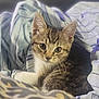 Leeloo joined the competition — help win amazing prizes! kitten, cat, animal, pet, feline, cute, eyes, fur, whiskers, ears, blanket, bed, soft, comfort, resting, closeup, indoor, striped, young, cozy