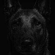 Nala a rejoint le concours — aidez-le/la à gagner de superbes lots ! animal, black_background, canine, close_up, dark, dog, dramatic_lighting, ears, expression, eyes, face, fur, head, intense, moisture, pet, portrait, studio, texture, wet