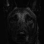 animal, black_background, canine, close_up, dark, dog, dramatic_lighting, ears, expression, eyes, face, fur, head, intense, moisture, pet, portrait, studio, texture, wet