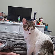 Jasper is registered to the contest to win money with this photo: cat, tabby_cat, bed, blanket, television, furniture, indoor, domestic, pet, curious, white, gray, pink, cozy, resting, looking_away, household_items, dresser, casual, home