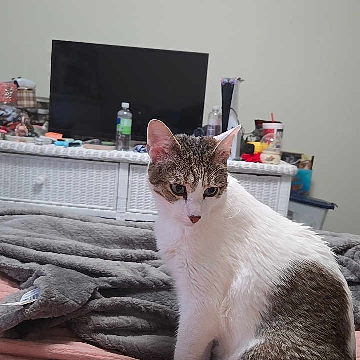 Jasper is registered to the contest to win money with this photo: cat, tabby_cat, bed, blanket, television, furniture, indoor, domestic, pet, curious, white, gray, pink, cozy, resting, looking_away, household_items, dresser, casual, home