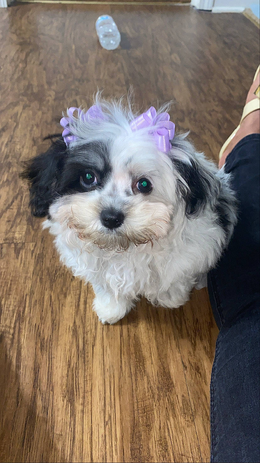 Echo joined the competition — help win amazing prizes! canidae, carnivore, cavachon, chinese_imperial_dog, companion_dog, dog, dog_breed, havanese, kyi_leo, mal_shi, maltepoo, maltese, mammal, morkie, poodle_crossbreed, puppy, schnoodle, shih_poo, shih_tzu, vertebrate