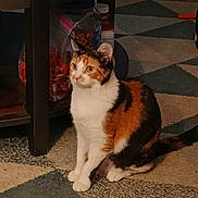 Chloe is registered to the contest to win money with this photo: cat, calico, animal, pet, indoor, carpet, table, container, food, furniture, floor, orange, white, black, domestic, curious, sitting, mammal, cute, home