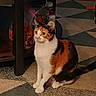 animal, black, calico, carpet, cat, container, curious, cute, domestic, floor, food, furniture, home, indoor, mammal, orange, pet, sitting, table, white