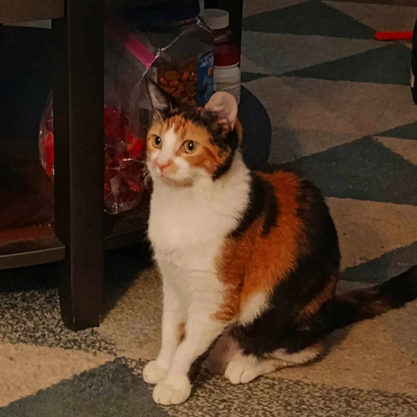 Chloe is registered to the contest to win money with this photo: cat, calico, animal, pet, indoor, carpet, table, container, food, furniture, floor, orange, white, black, domestic, curious, sitting, mammal, cute, home