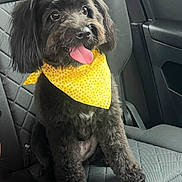Chanel is registered to the contest to win money with this photo: dog, black_dog, bandana, yellow_bandana, car_seat, pet, tongue_out, cute, fluffy_fur, bow, happy, animal, companion, indoor, seatbelt, treat, car_interior, sitting, friendly, small_dog