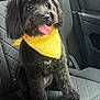 dog, black_dog, bandana, yellow_bandana, car_seat, pet, tongue_out, cute, fluffy_fur, bow, happy, animal, companion, indoor, seatbelt, treat, car_interior, sitting, friendly, small_dog