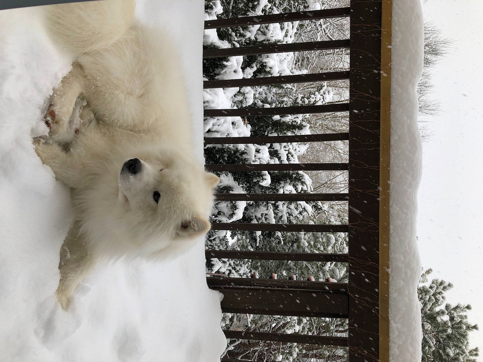 Milky is registered to the contest to win money with this photo: art, cockatoo, feather, felidae, freezing, fur, monochrome, monochrome_photography, parrot, plant, polar_bear, room, sky, snow, stairs, tree, wildlife, window, winter, wood
