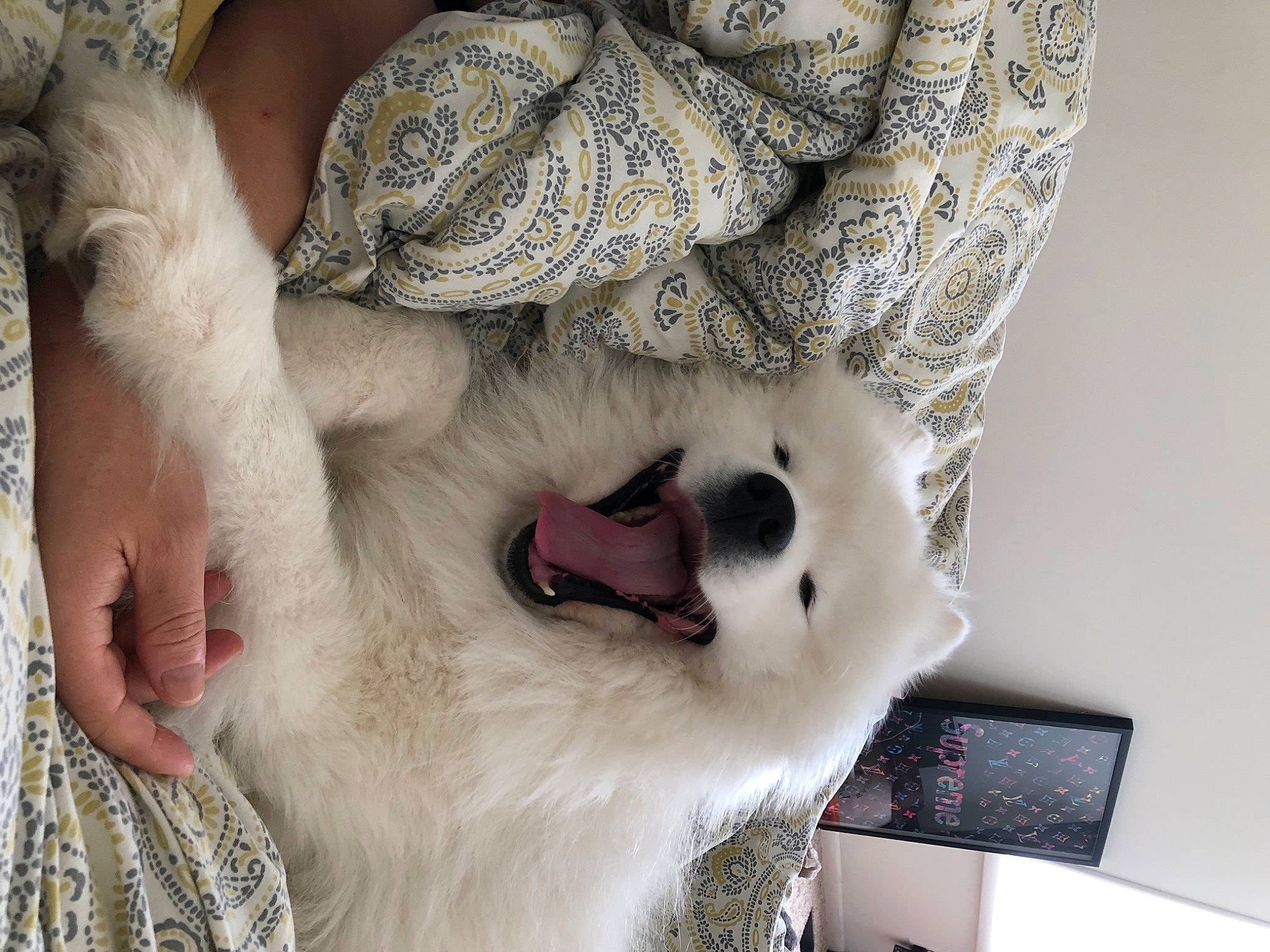 Milky joined the competition — help win amazing prizes! carnivore, companion_dog, dog, dog_breed, dress, eyelash, fang, fashion_accessory, fawn, felidae, foot, fur, fur_clothing, hat, paw, small_to_medium_sized_cats, snout, sunglasses, whiskers, white