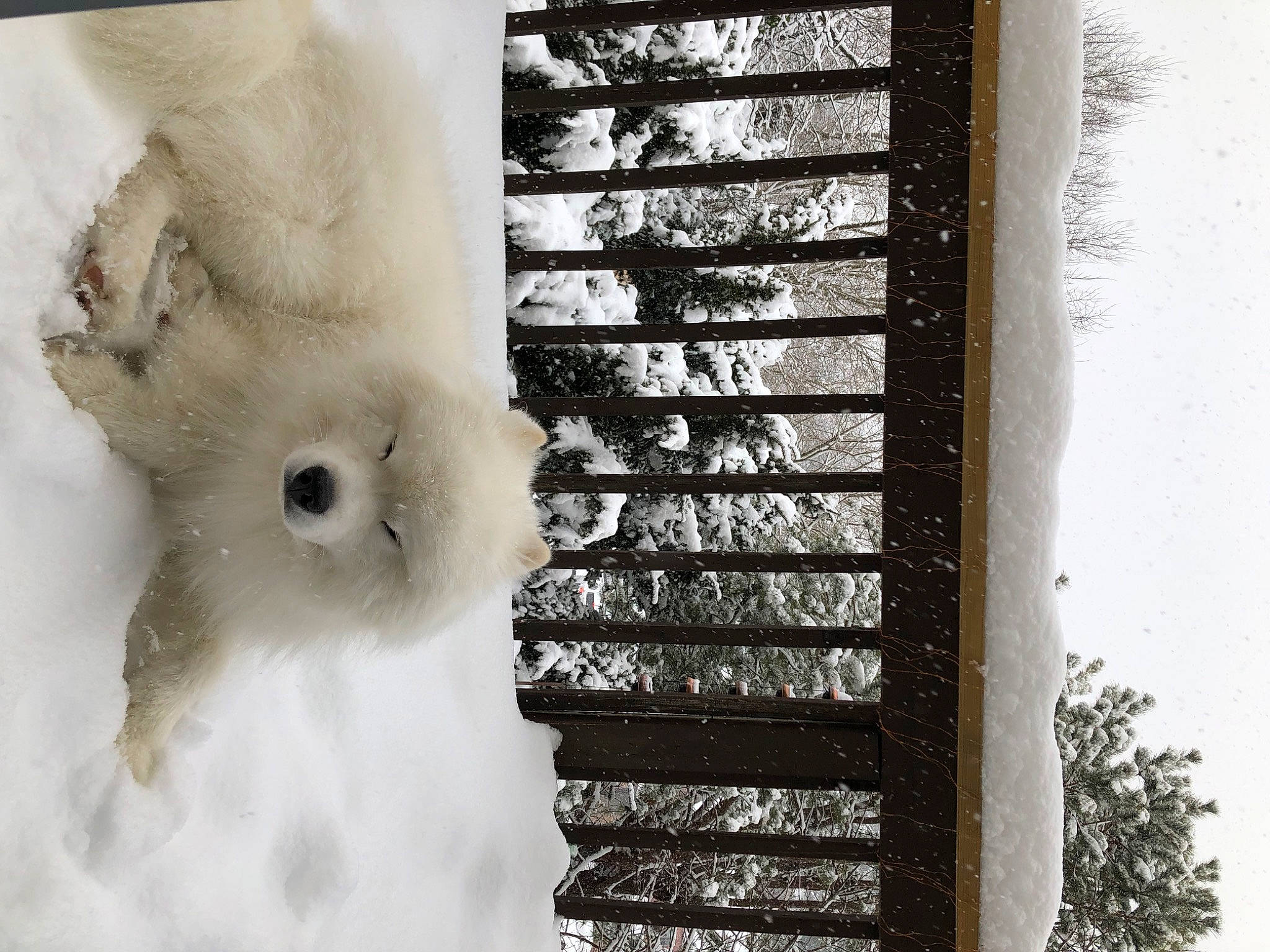 Milky joined the competition — help win amazing prizes! art, font, fur, glass, monochrome, monochrome_photography, pattern, plant, rectangle, room, sky, snow, stairs, tints_and_shades, tree, visual_arts, white, window, winter, wood