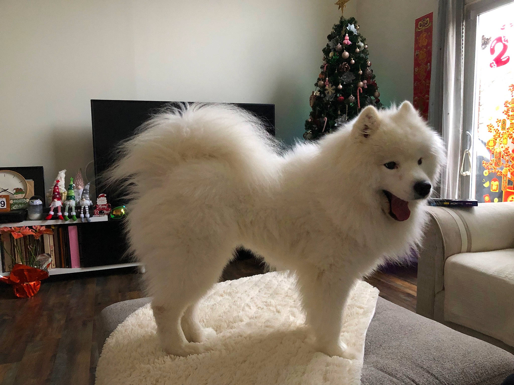 Milky is registered to the contest to win money with this photo: canidae, carnivore, christmas_decoration, christmas_tree, companion_dog, couch, dog, dog_breed, event, fawn, fur, ornament, picture_frame, snout, spitz, sporting_group, tail, tree, whiskers, working_animal