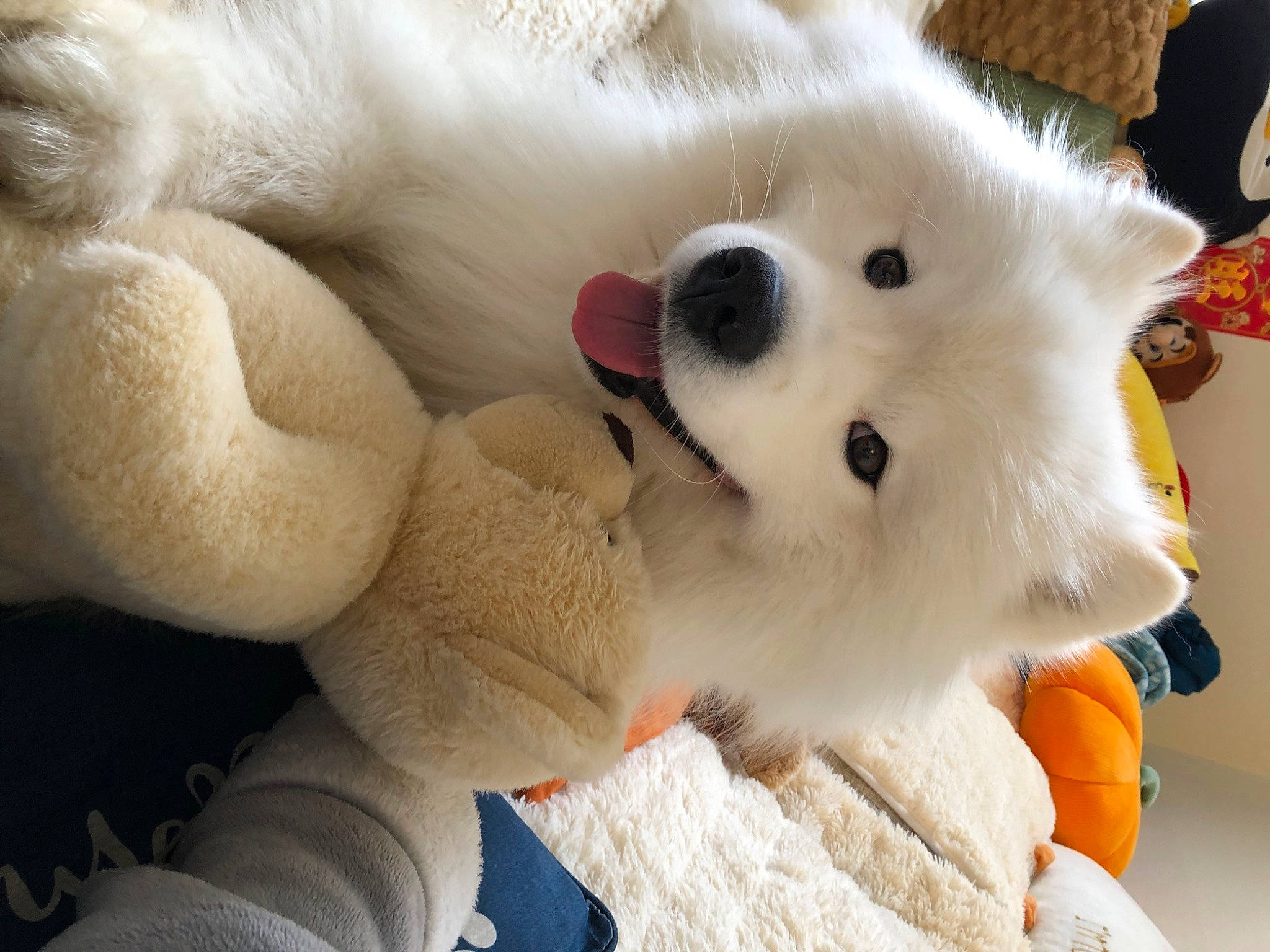 Milky is registered to the contest to win money with this photo: american_eskimo_dog, carnivore, comfort, companion_dog, dog, dog_breed, fawn, fur, japanese_spitz, paw, plush, samoyed, snout, spitz, stuffed_toy, toy, volpino_italiano, whiskers, white, working_animal