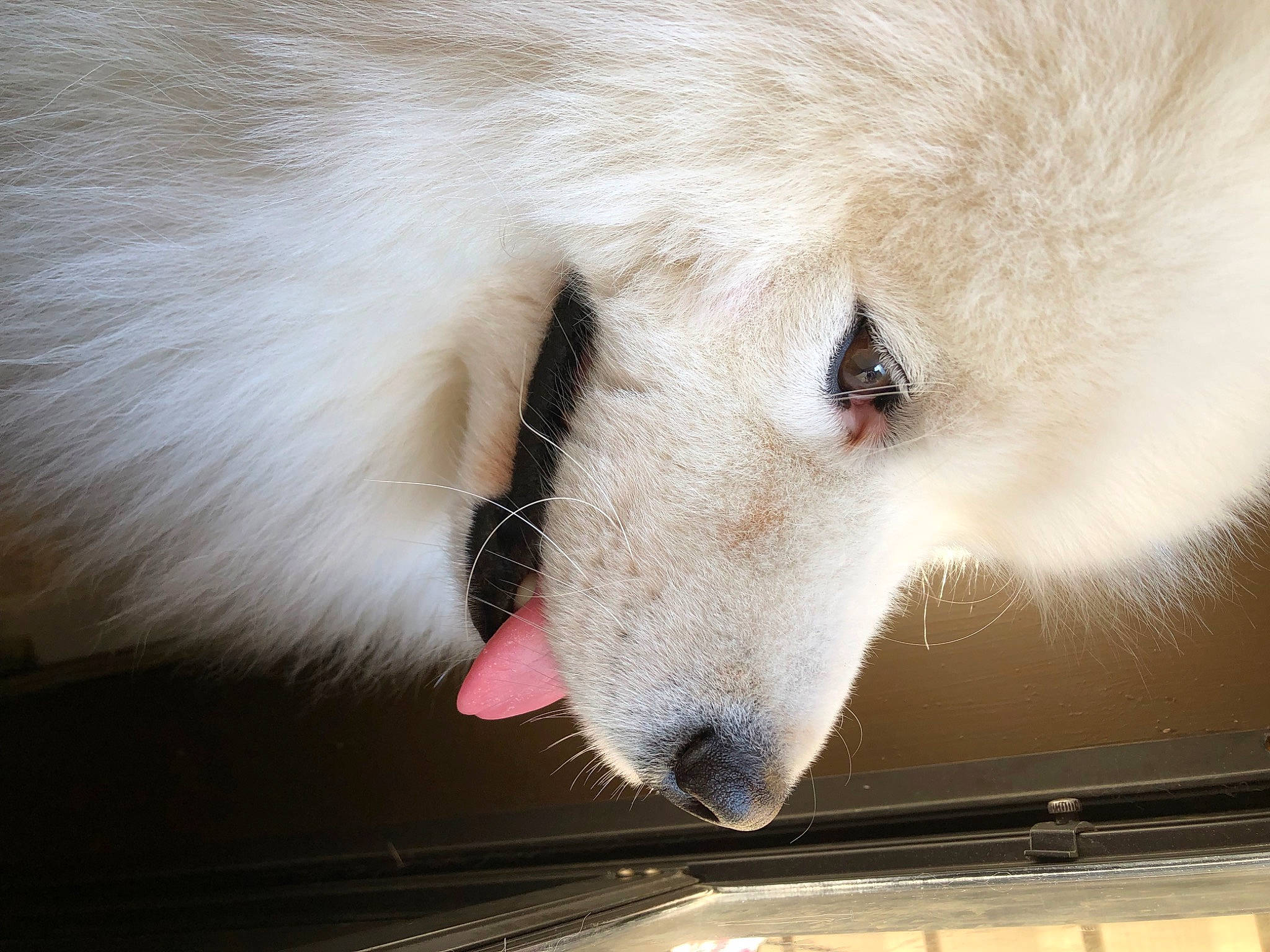 Milky joined the competition — help win amazing prizes! canidae, canis, carnivore, companion_dog, dog, dog_breed, fur, giant_dog_breed, non_sporting_group, samoyed, snout, sporting_group, terrestrial_animal, water, whiskers, wildlife