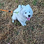 dog, white_dog, leash, grass, dry_grass, outdoor, pet, canine, happy, smiling, tongue_out, footwear, sandal, paw, animal, cute, fluffy, pet_owner, summer, nature