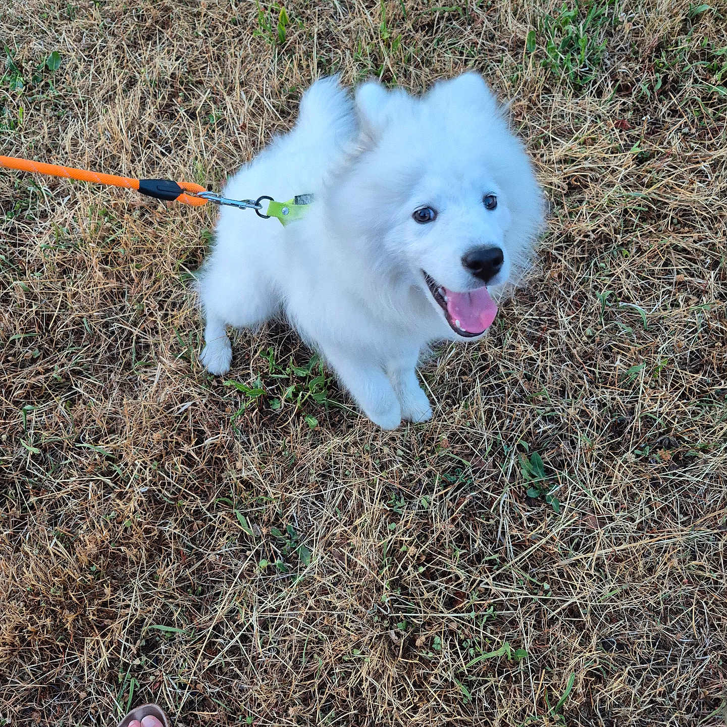 Vaïka a rejoint le concours — aidez-le/la à gagner de superbes lots ! animal, canine, cute, dog, dry_grass, fluffy, footwear, grass, happy, leash, nature, outdoor, paw, pet, pet_owner, sandal, smiling, summer, tongue_out, white_dog