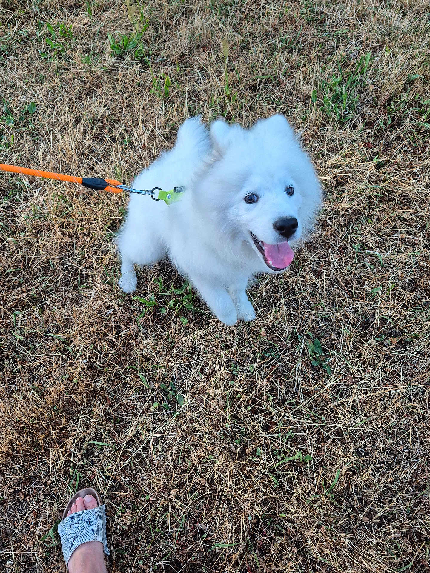 Vaïka a rejoint le concours — aidez-le/la à gagner de superbes lots ! dog, white_dog, leash, grass, dry_grass, outdoor, pet, canine, happy, smiling, tongue_out, footwear, sandal, paw, animal, cute, fluffy, pet_owner, summer, nature