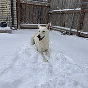 Hero Jones Falgout is registered to the contest to win money with this photo: dog, white_dog, snow, snowfall, winter, outdoor, backyard, fence, wooden_fence, chain_link_fence, brick_wall, house, sitting, lying_down, open_mouth, happy, tongue, pointed_ears, pet, cold_weather