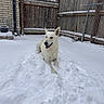 backyard, brick_wall, chain_link_fence, cold_weather, dog, fence, happy, house, lying_down, open_mouth, outdoor, pet, pointed_ears, sitting, snow, snowfall, tongue, white_dog, winter, wooden_fence