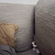 Sadie Marie Falgout is registered to the contest to win money with this photo: animal, black_and_white, cat, couch, cozy, cushion, ears, eyes, face, hiding, indoors, kitten, living_room, paws, peeking, pet, portrait, small, sofa, whiskers